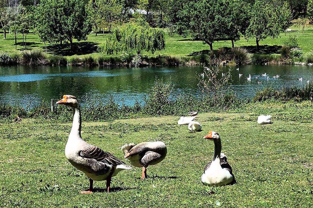 patos-parque