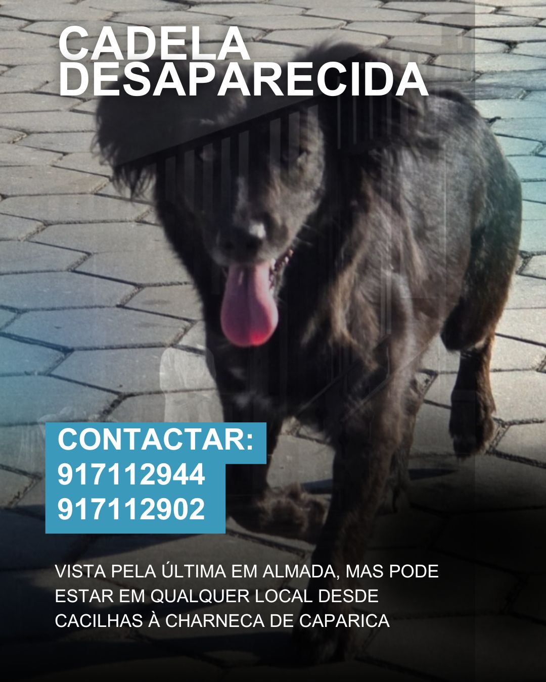 post-cadela